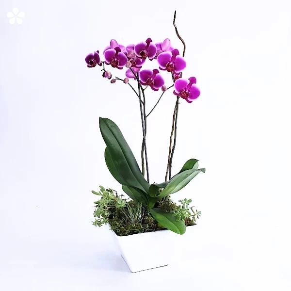 Orquídea doble y suculentas en cerámica