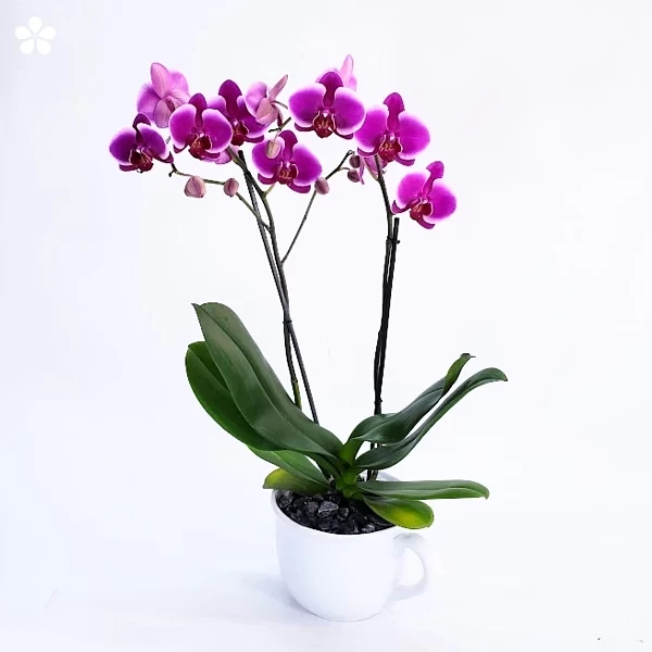 Orquídea en maceta tipo taza