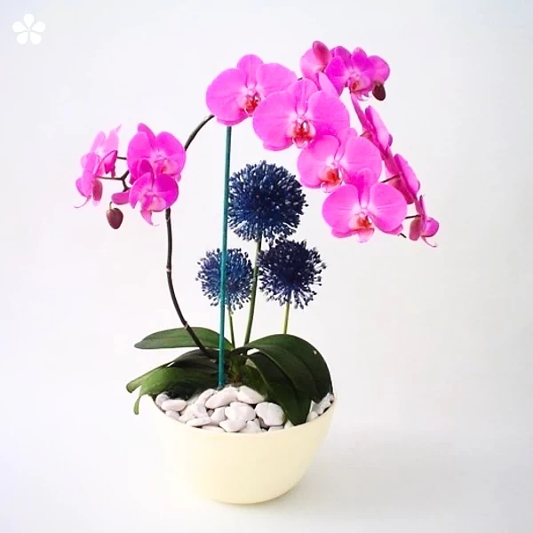 Orquídea doble fucsia - base arena mate