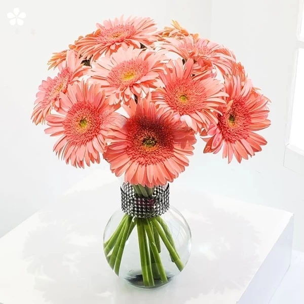 Dulzura coral - gerberas salmón en florero