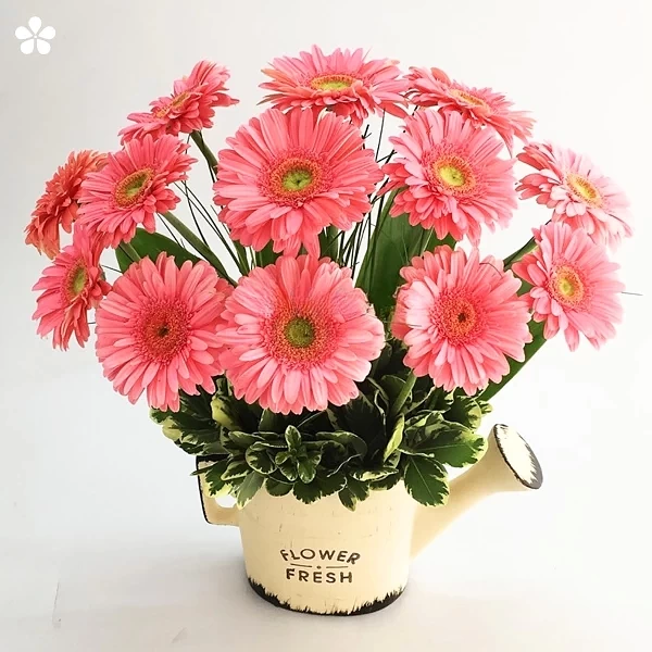 Sunny shower - gerberas en regadera vintage