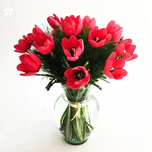 Scarlet charm - 20 tulipanes intensos