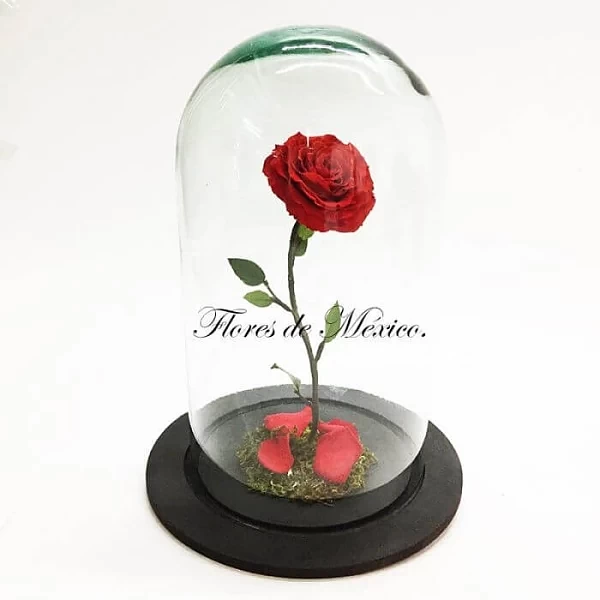 Eterno rojo - rosa rehidratada en capelo