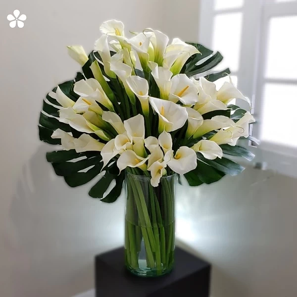 Abanico espléndido - 60 alcatraces altos