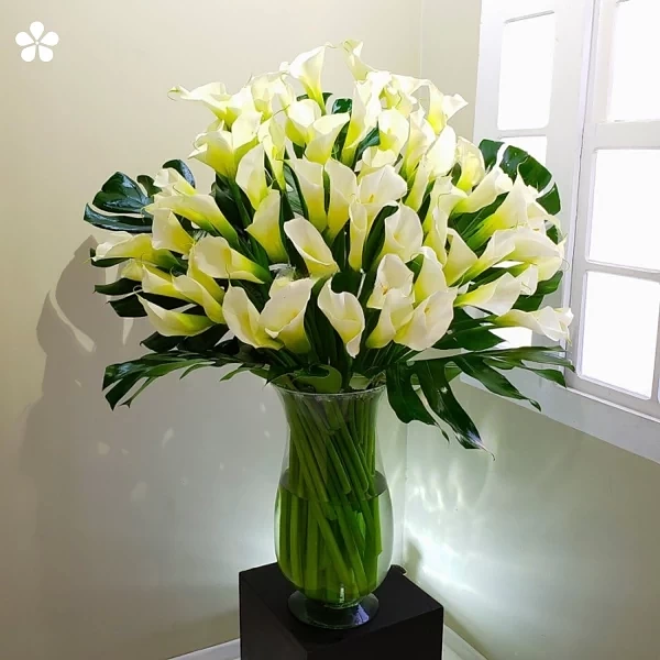 Gran copa transparente - 100 alcatraces majestuosos